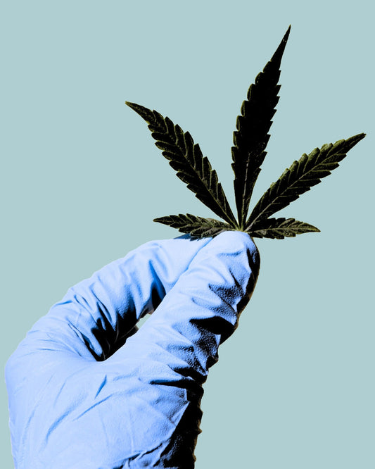 Image of a hand with a surgical glove holding a cannabis leaf.